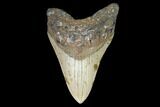 Bargain, Megalodon Tooth - North Carolina #101345-2